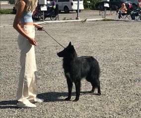 Inoficiell Hundutställning i Piteå